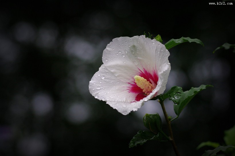 雨后木槿花图片