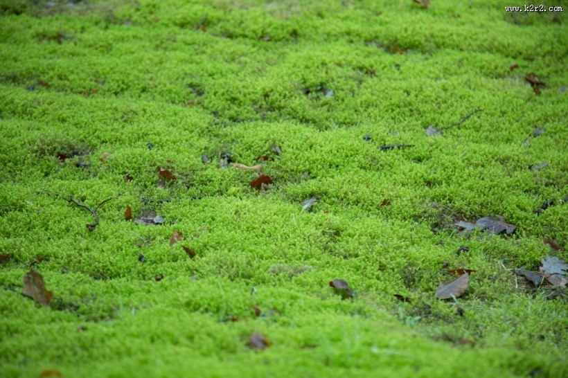 绿色的苔藓图片大全