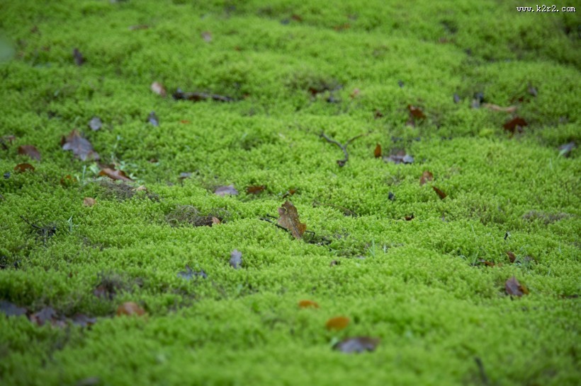 绿色的苔藓图片大全