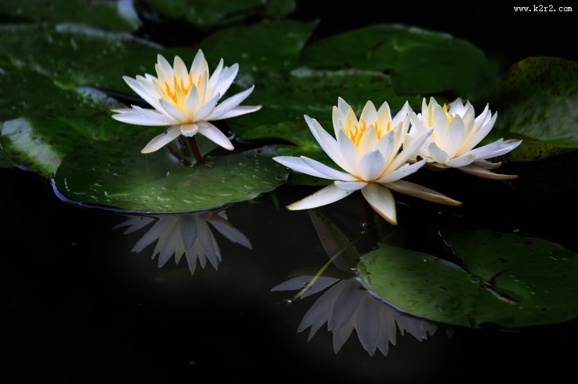 睡莲图片大全
