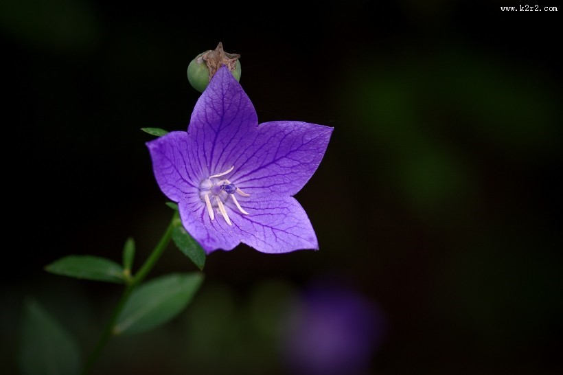 桔梗花图片