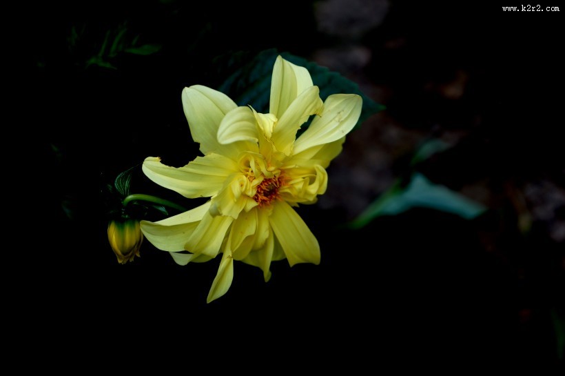 黄色大丽花图片