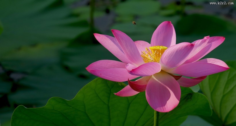 盛开荷花图片