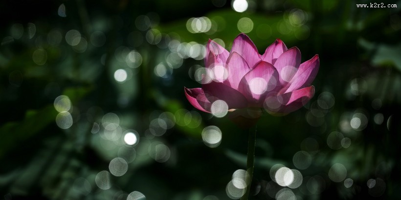 光影荷花图片大全