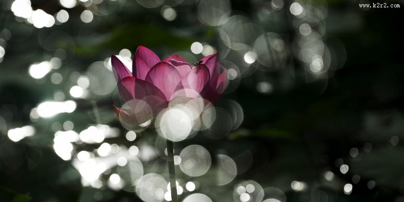 光影荷花图片大全