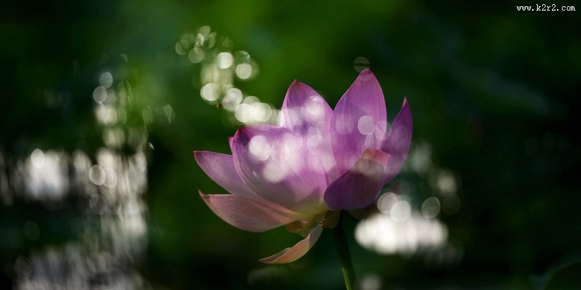 光影荷花图片大全