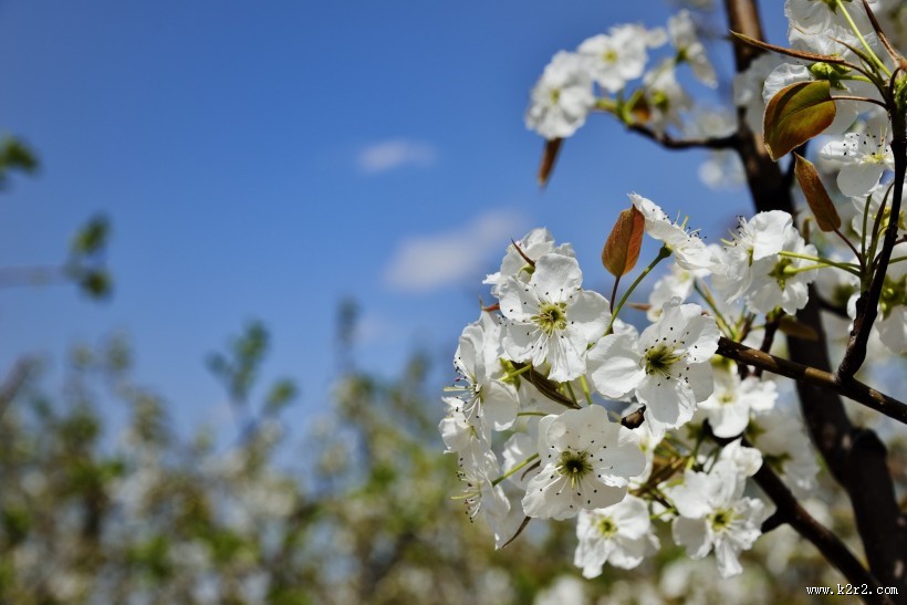 梨花图片