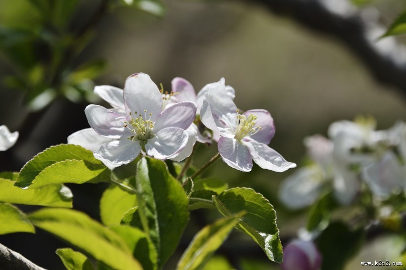 苹果花图片