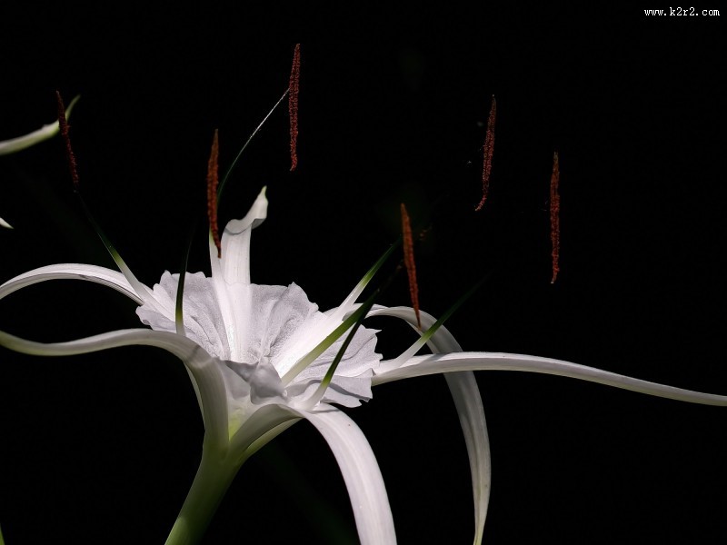 白色蜘蛛兰图片