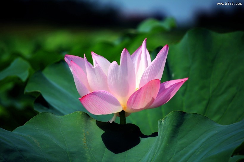 绿叶中的荷花图片