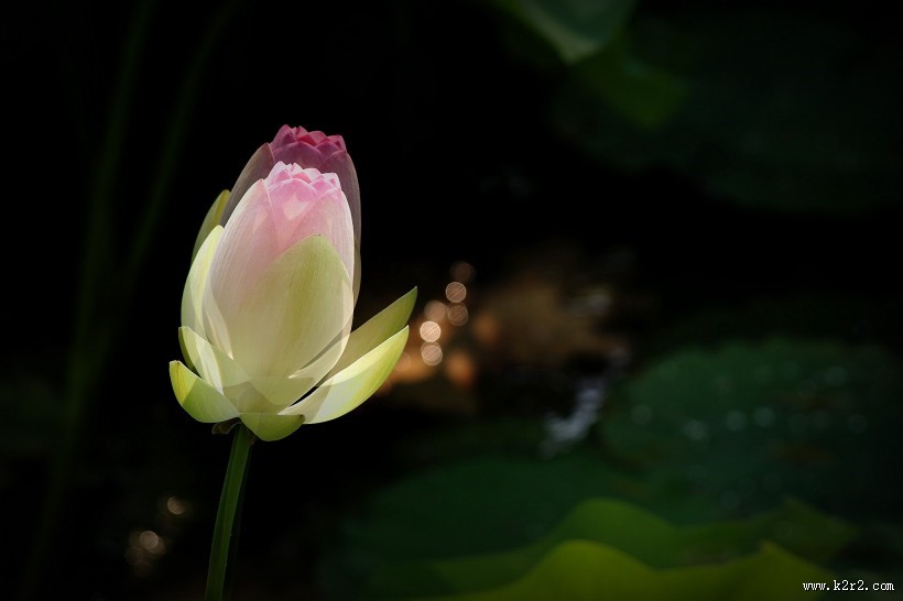 莲花图片 荷花图片