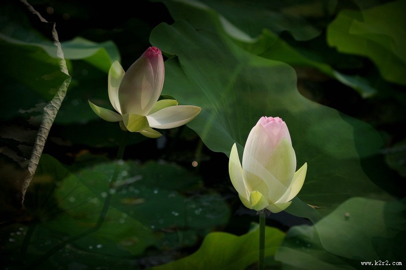 莲花图片 荷花图片