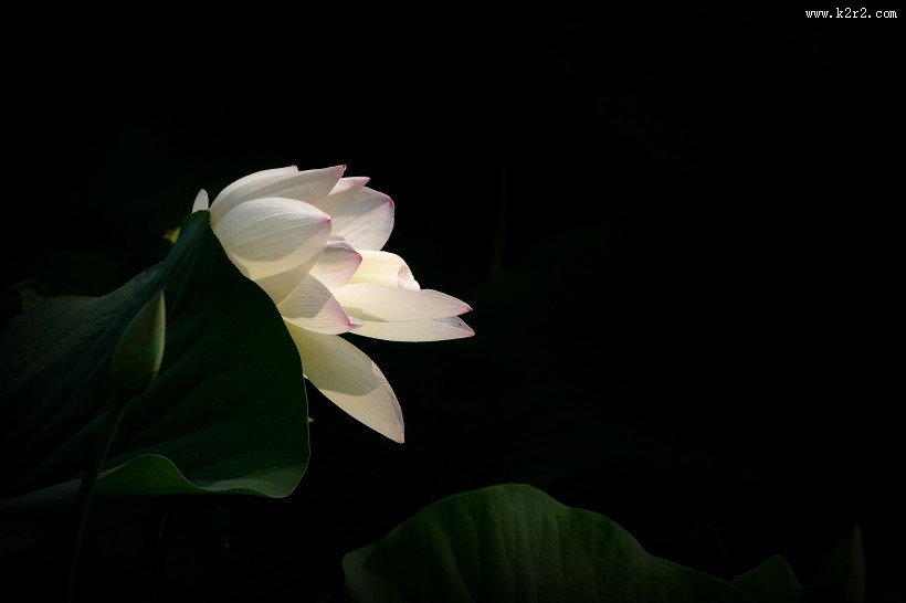 莲花图片 荷花图片