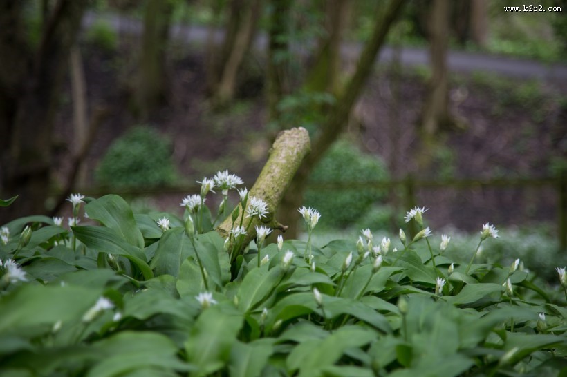 野葱花图片
