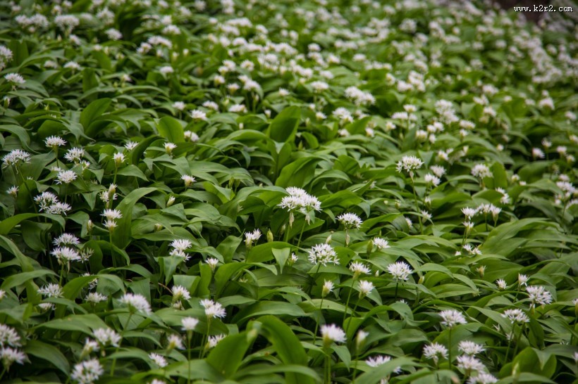 野葱花图片