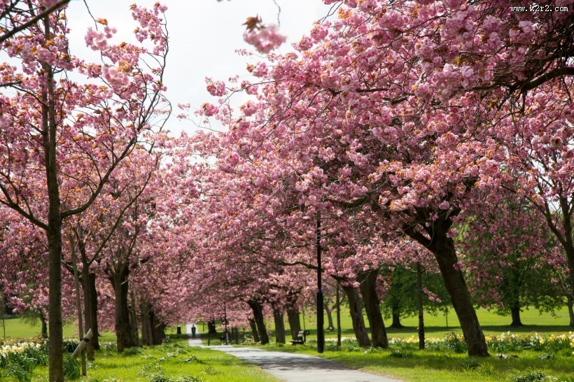 路边的樱花树图片