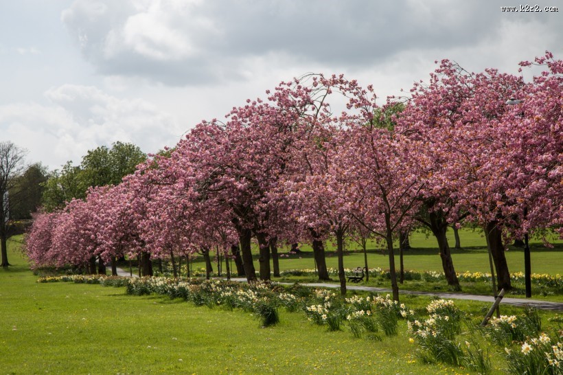 路边的樱花树图片