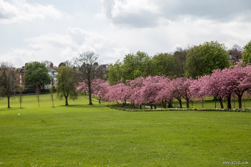 路边的樱花树图片