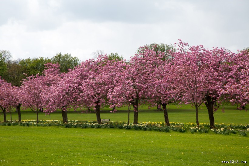 路边的樱花树图片