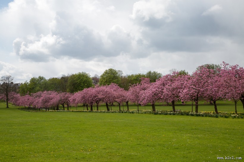 路边的樱花树图片