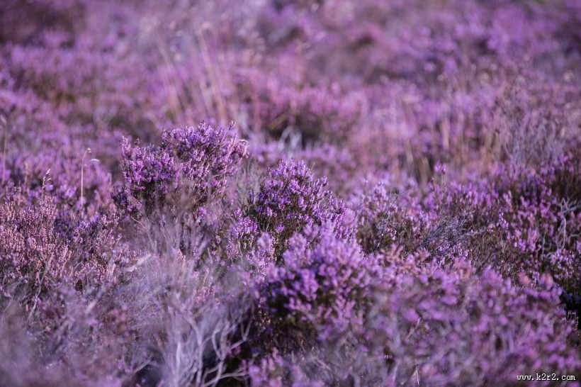 石楠花图片大全