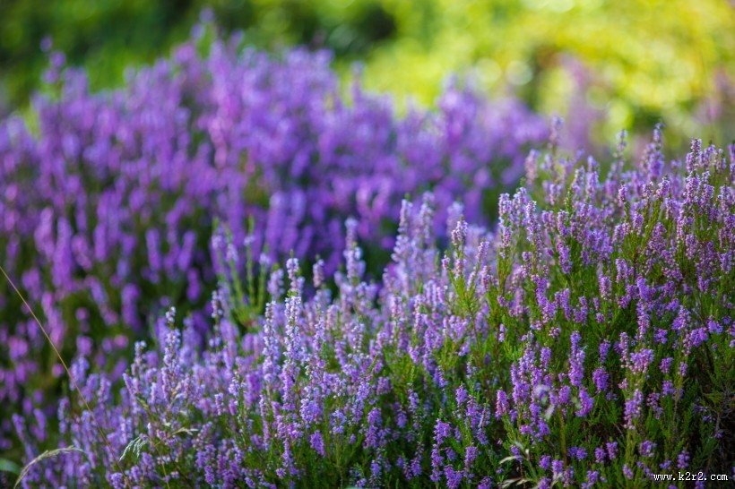 石楠花图片大全