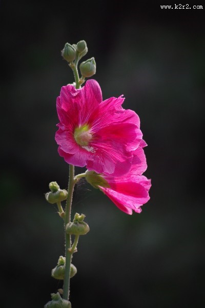 多彩蜀葵花图片