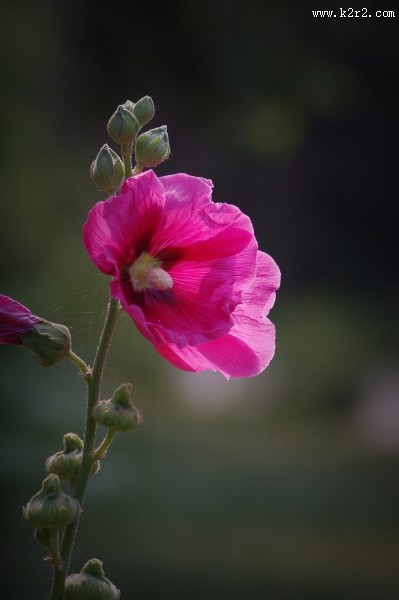 多彩蜀葵花图片