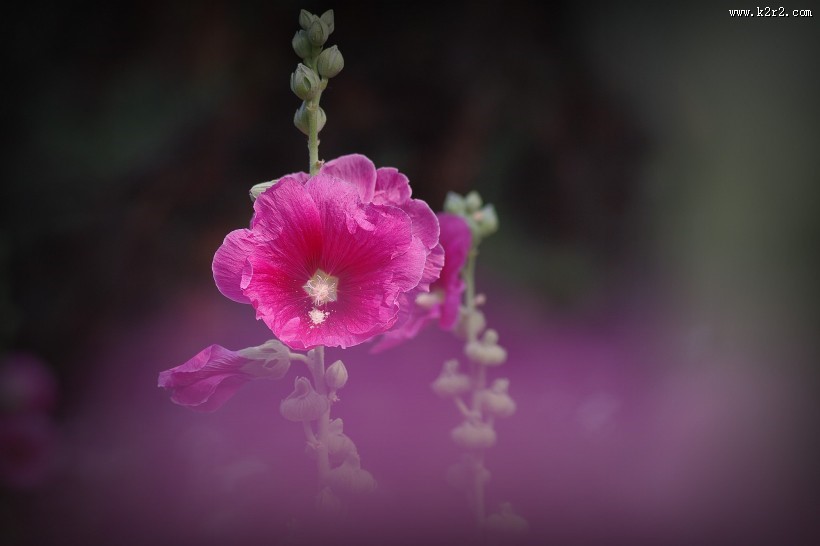 多彩蜀葵花图片