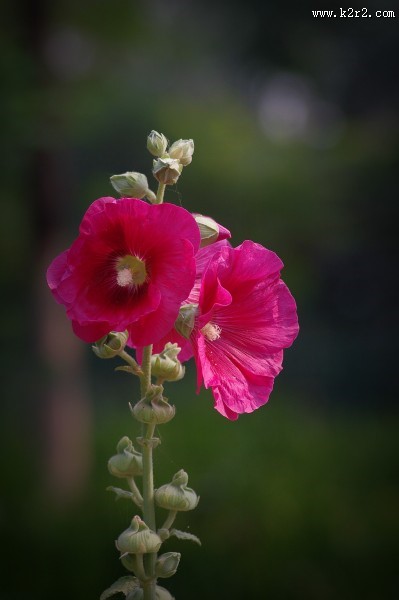 多彩蜀葵花图片
