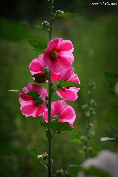 多彩蜀葵花图片