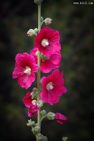 多彩蜀葵花图片