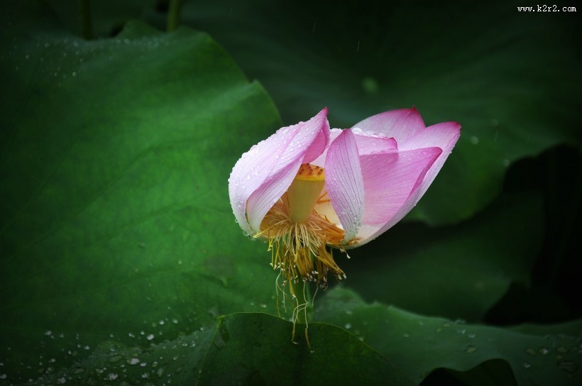 风雨中荷花图片大全