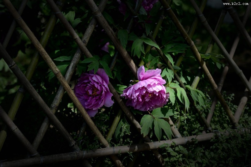 牡丹花图片大全