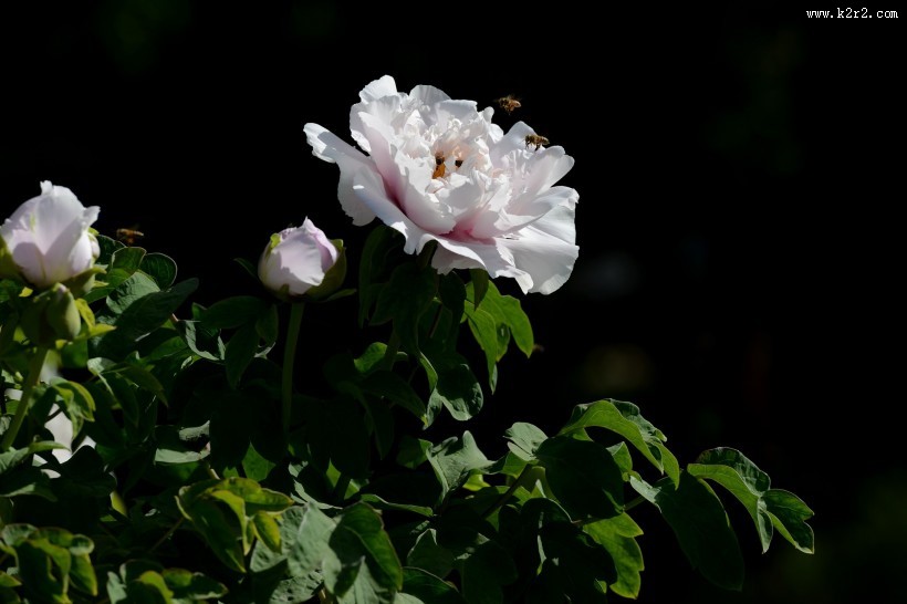 牡丹花图片大全