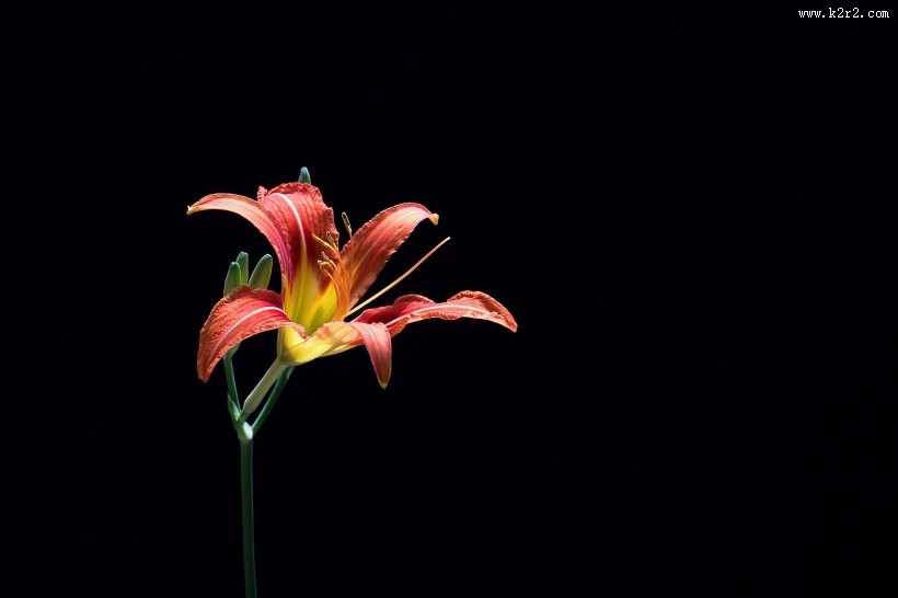 萱草花图片大全