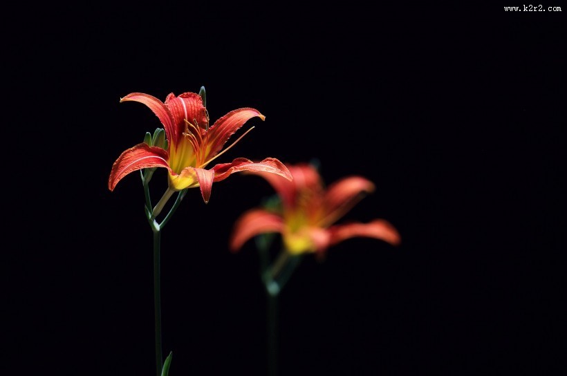 萱草花图片大全