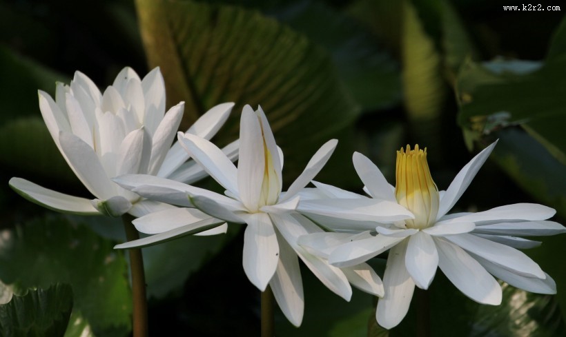 睡莲图片大全
