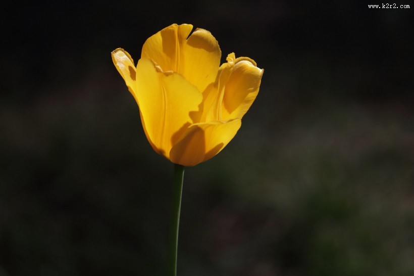 郁金香图片大全