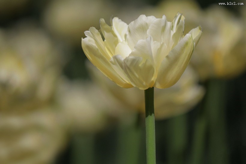 郁金香图片大全