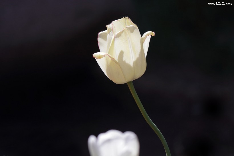 郁金香图片大全