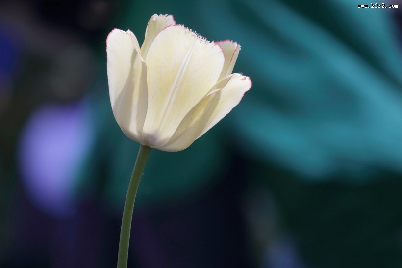 郁金香图片大全