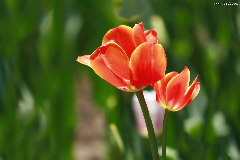 郁金香图片大全