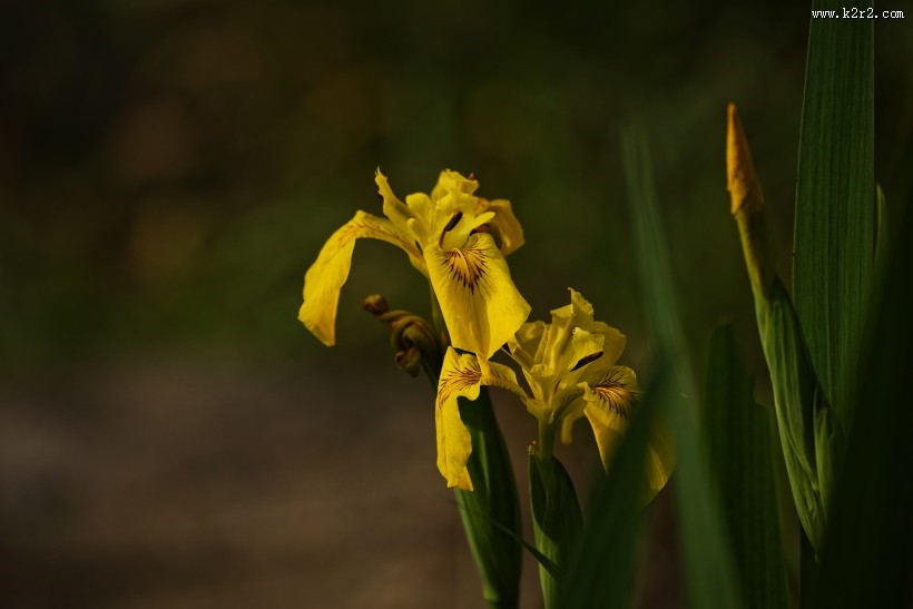 黄色鸢尾图片