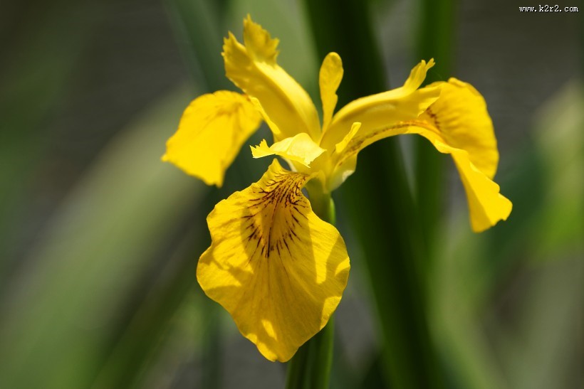 黄色鸢尾图片