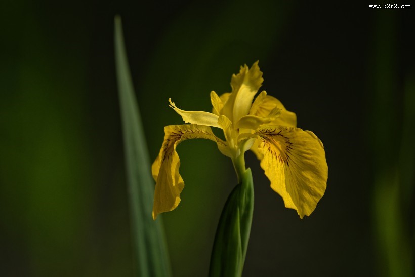 黄色鸢尾图片