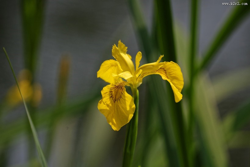 黄色鸢尾图片