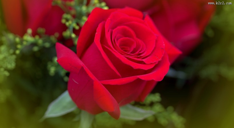 炫彩玫瑰图片