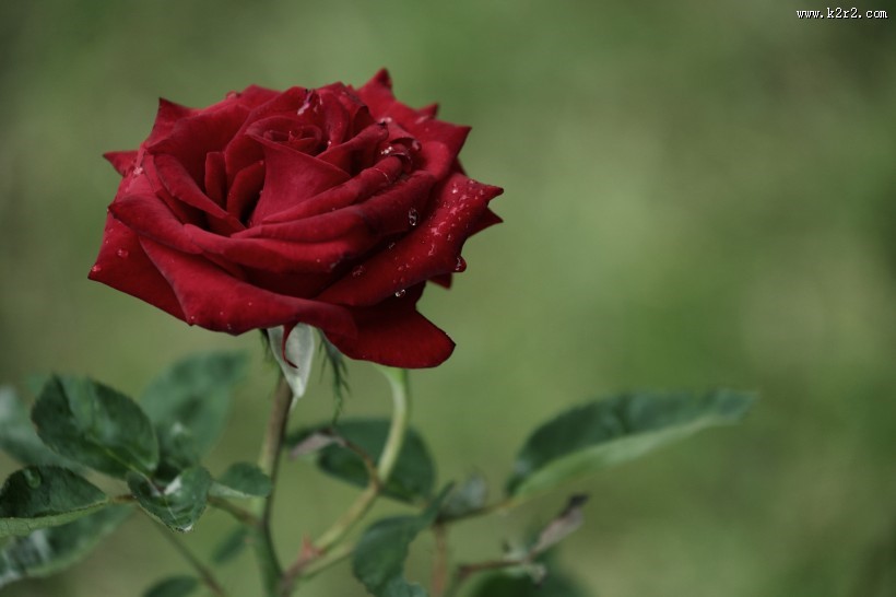 月季花图片大全