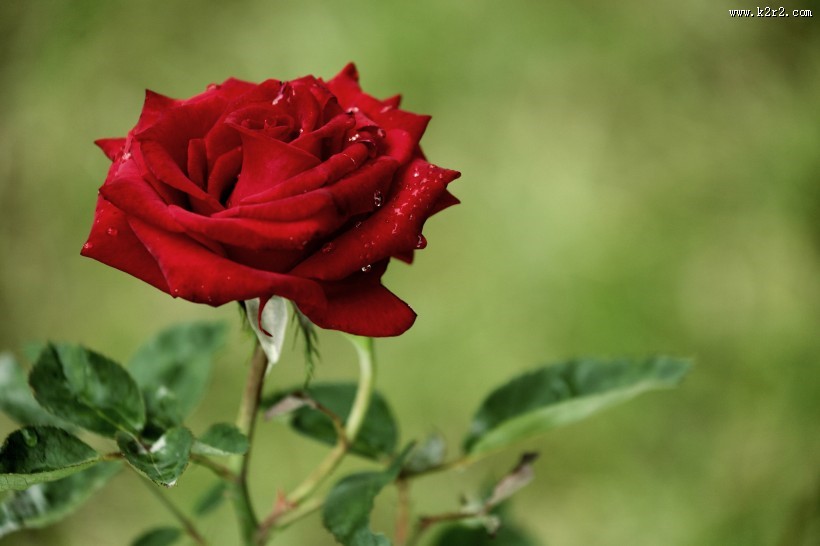 月季花图片大全